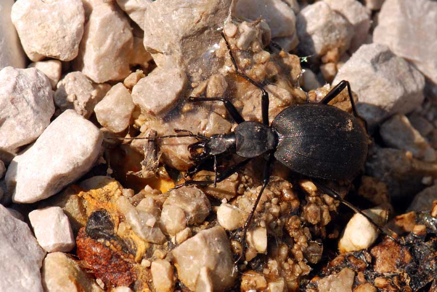 Carabidae: Cychrus italicus